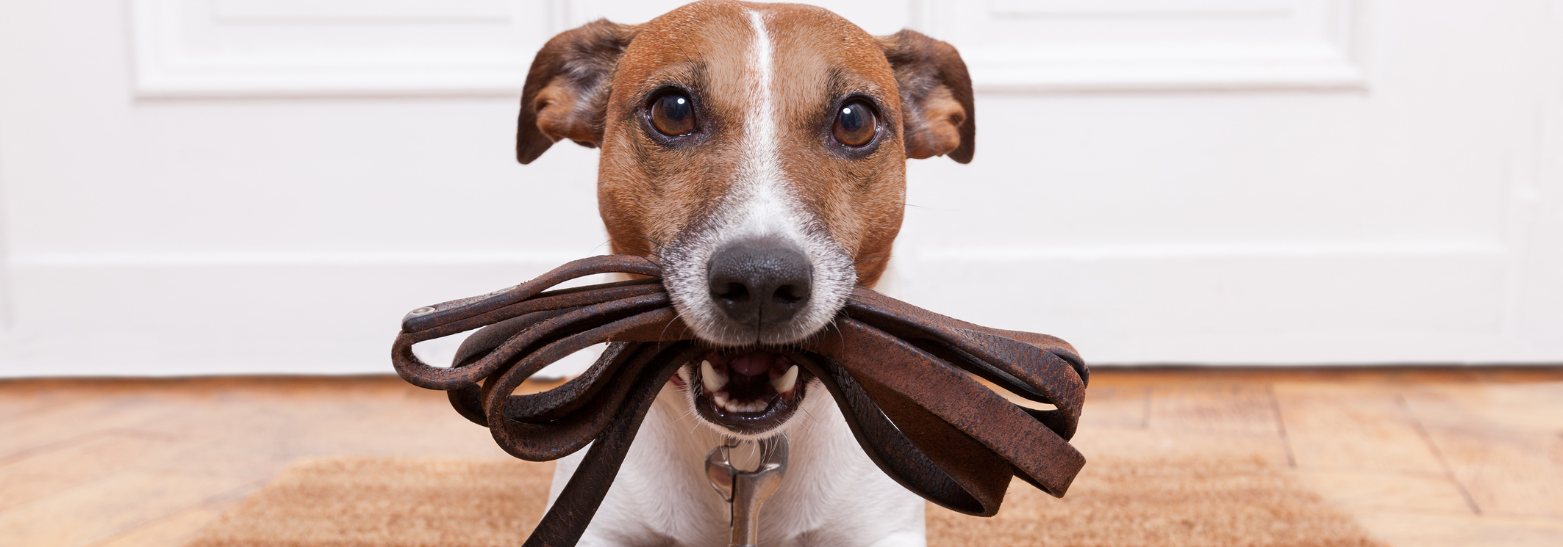 Worauf bei Hundehalsbändern, Geschirren und Leinen zu achten ist