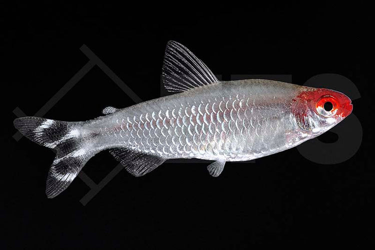 Salmler