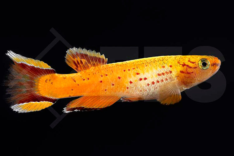 Kilifische
