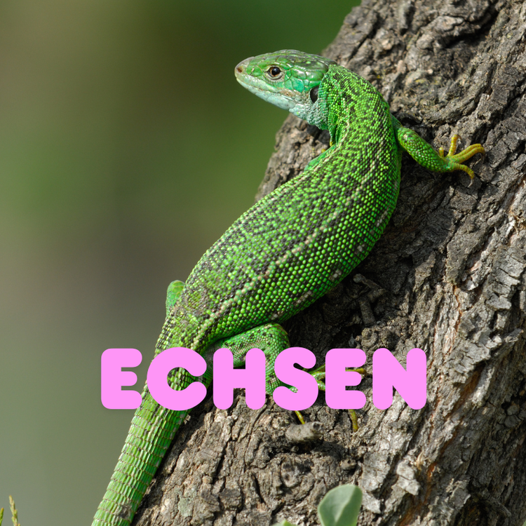 Echsen