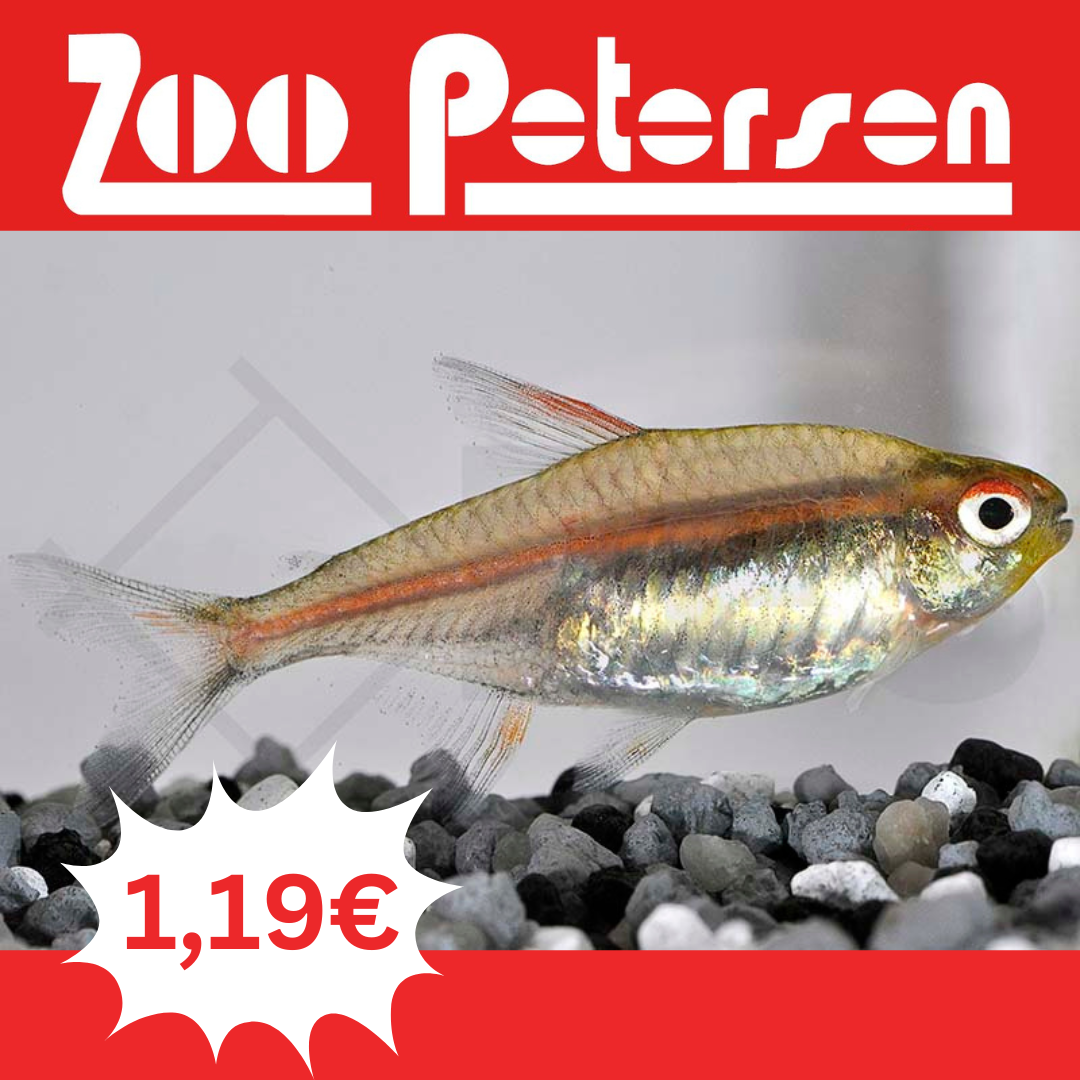 Fisch der Woche