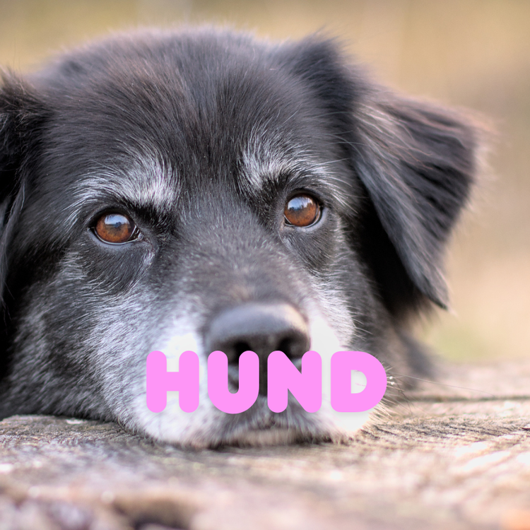 Hunde