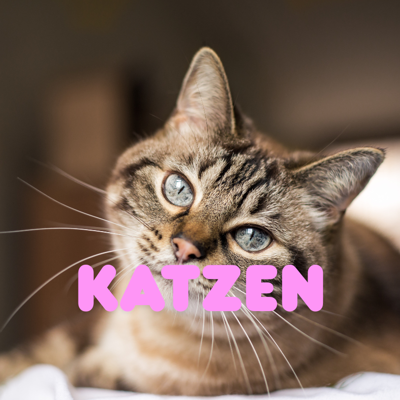 Katze