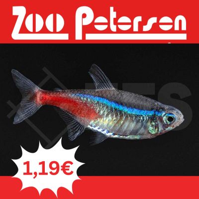 Fisch der Woche