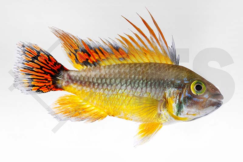 Kakadu-Zwergbuntbarsch (Apistogramma cacatuoides)