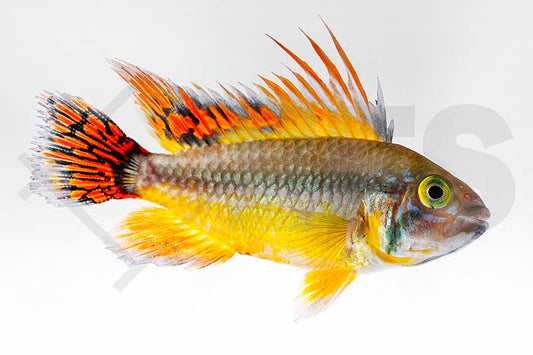 Kakadu-Zwergbuntbarsch (Apistogramma cacatuoides)