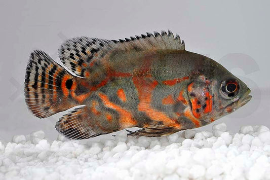 Pfauenaugenbuntbarsch, Oskar (Astronotus ocellatus)