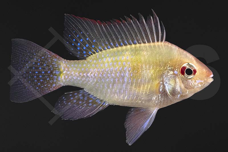 Goldener Schmetterlingsbuntbarsch (Microgeophagus ramirezi)