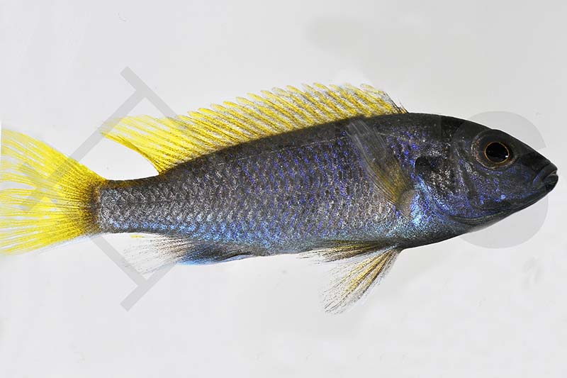 Blauer Gelbflossenmaulbrüter (Pseudotropheus acei)