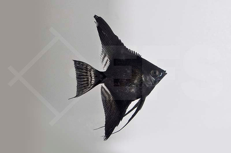 Schwarzer Skalar (Pterophyllum scalare)