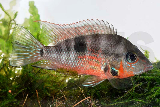 Feuermaul-Buntbarsch (Thorichthys meeki)