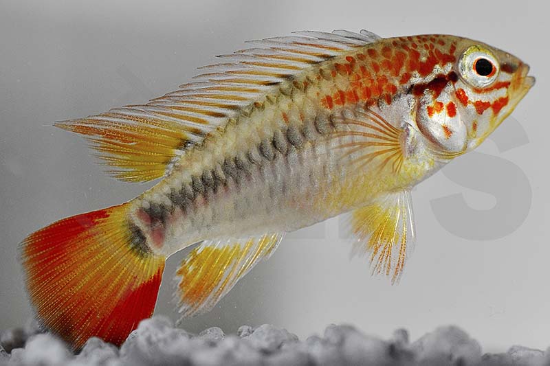 Schwarzkehlbuntbarsch (Apistogramma viejeta II)