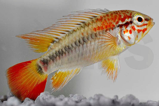 Schwarzkehlbuntbarsch (Apistogramma viejeta II)