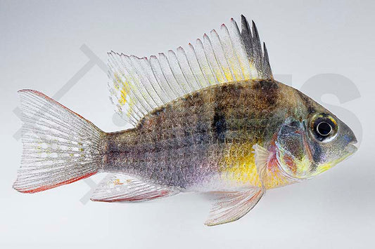 Bolivianischer Schmetterlingsbuntbarsch (Papiliochromis altispinosa)