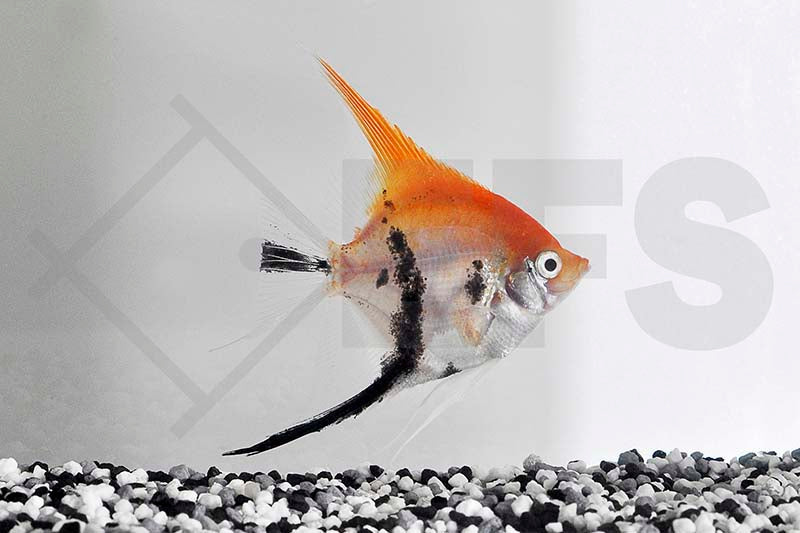 Skalar Red Devil (Pterophyllum scalare)