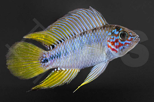 Gelber Zwergbuntbarsch (Apistogramma borelli)