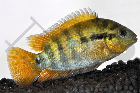 Regenbogen-Buntbarsch (Herotilapia multispinosa)