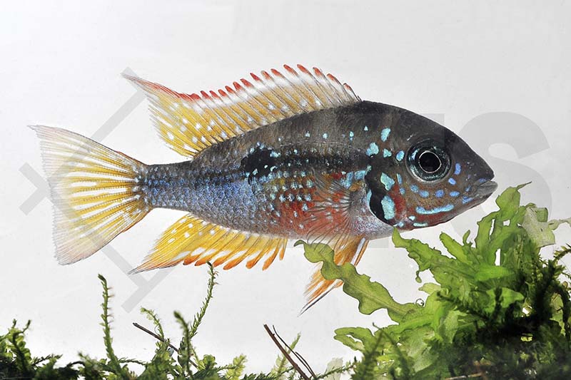 Elliot's Buntbarsch (Thorichthys ellioti)