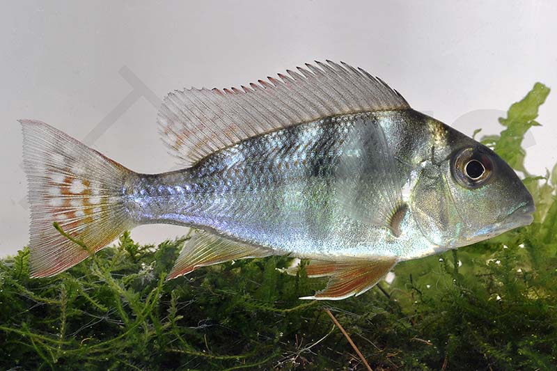 Rotstreifen-Erdfresser (Geophagus surinamensis)