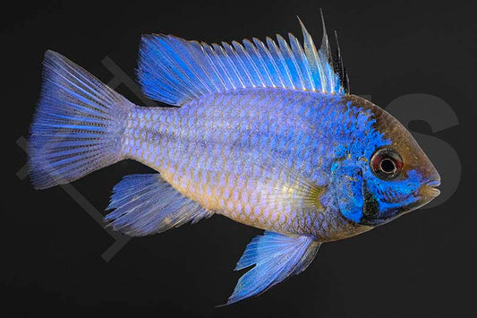 Schmetterlingsbuntbarsch Electric Blue (Microgeophagus ramirezi)