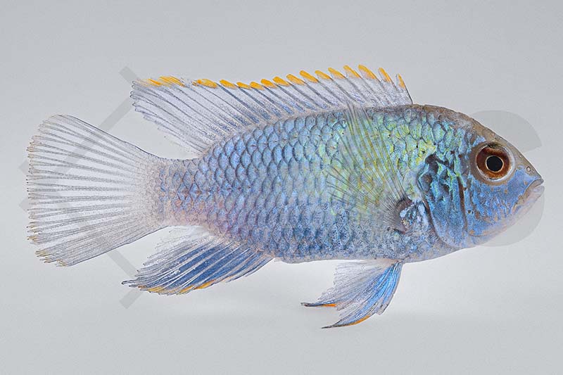Neonblauer Buntbarsch (Andinocara sp. neonblau)
