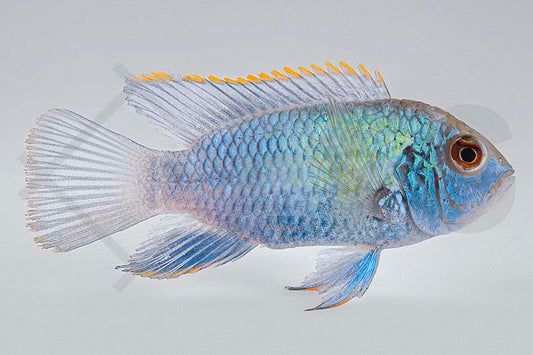 Neonblauer Buntbarsch (Andinocara sp. neonblau)