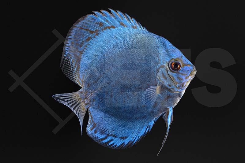 Diskus "Blue Diamond" (Symphisodon aequifasciatus)