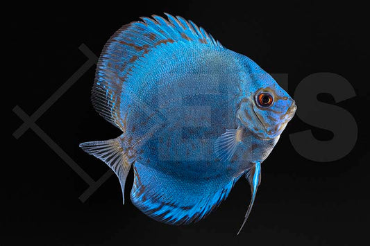 Diskus "Blue Diamond" (Symphisodon aequifasciatus)