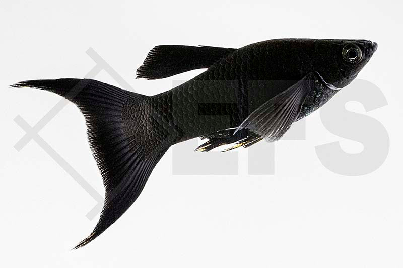Black-Molly, Lyratail (Poecilia sphenops)
