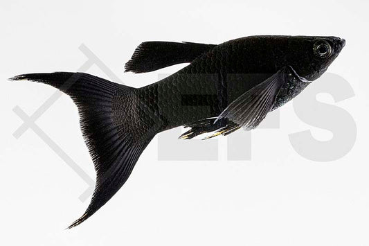 Black-Molly, Lyratail (Poecilia sphenops)