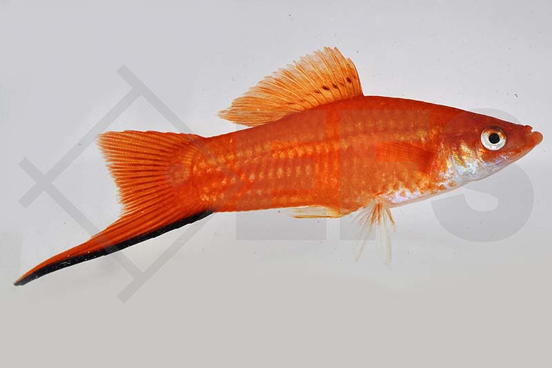 Rote Schwertträger (Xiphophorus helleri)