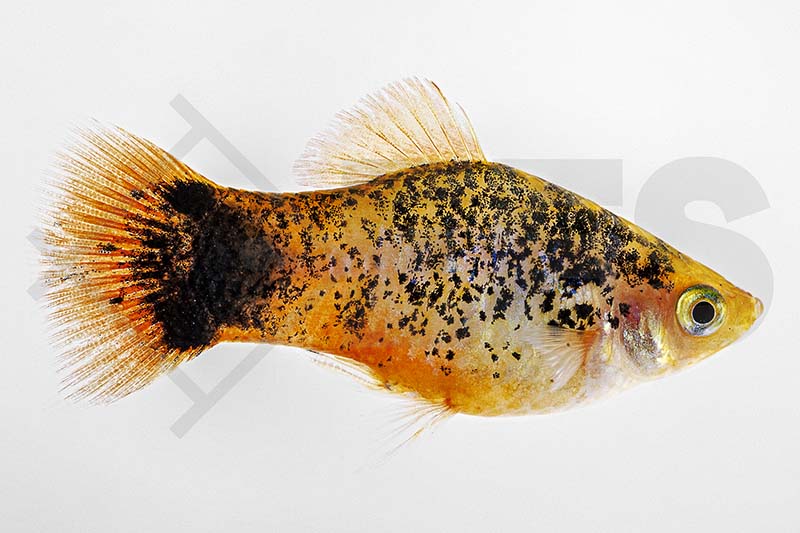 Calico-Platy (Xiphophorus maculatus)