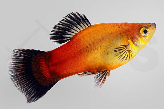 Deutschland-Platy (Xiphophorus maculatus)