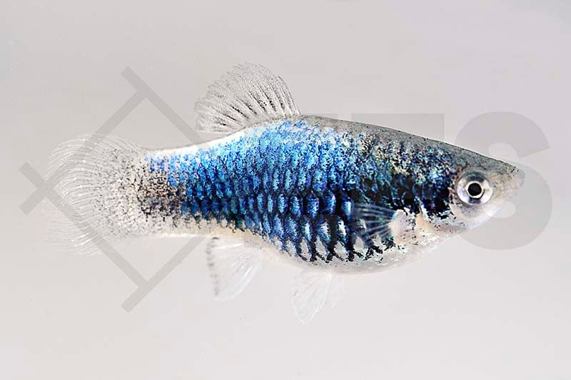 Platy, Blau Tuxedo (Xiphophorus maculatus)