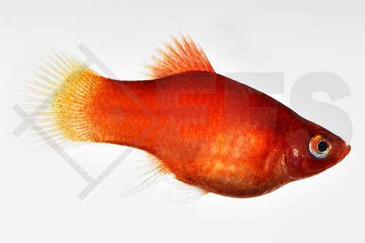 Korallen-Platy (Xiphophorus maculatus)