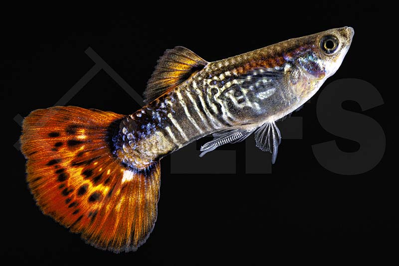 Rote Cobra-Guppy (Poecilia reticulata)