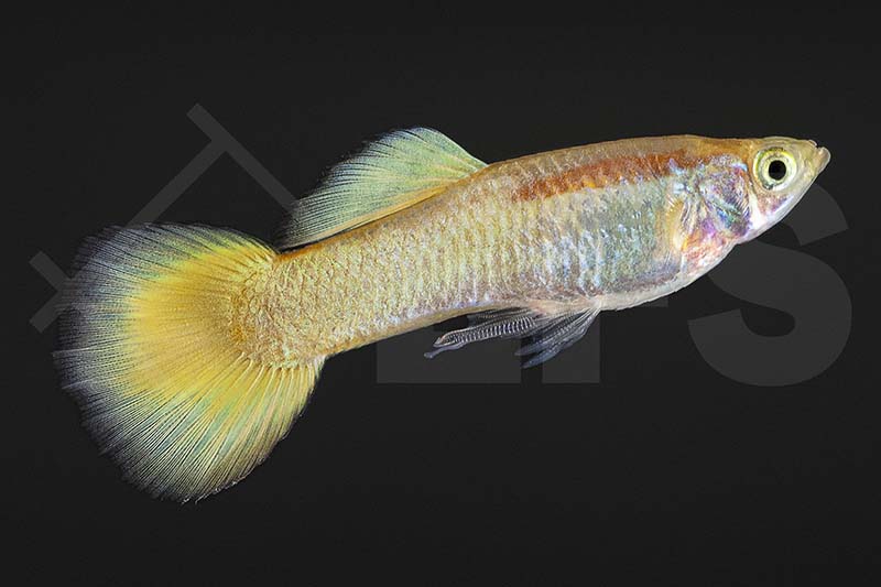Gold-Gelbe Guppy (Poecilia reticulata)
