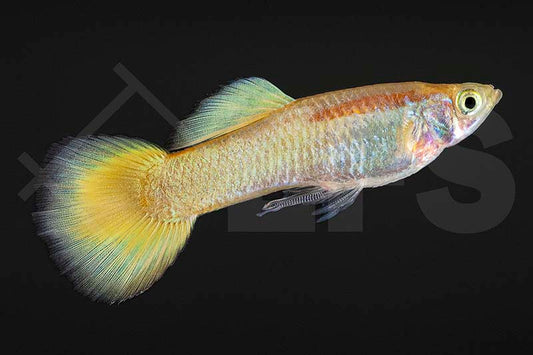 Gold-Gelbe Guppy (Poecilia reticulata)