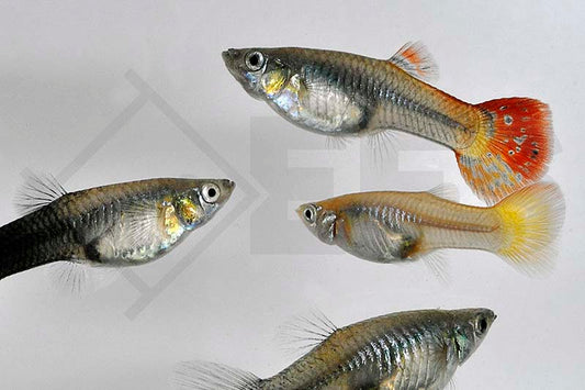 Guppy Weibchen Mix (Poecilia reticulata)