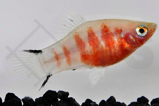 Platy "Blutendes Herz" (Xiphophorus maculatus)