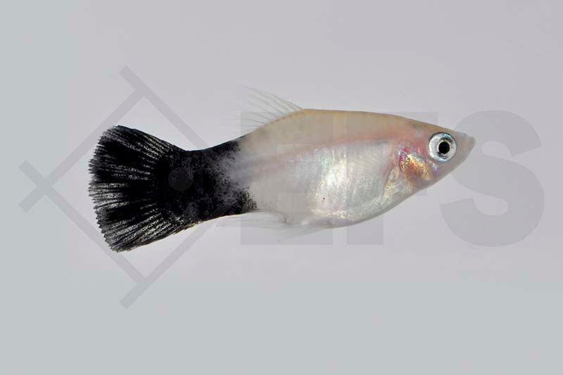 Panda-Platy (Xiphophorus maculatus)