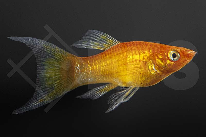 Gold-Molly, Lyratail (Poecilia sphenops)
