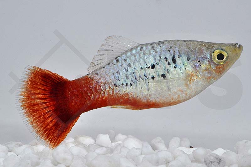 Papageien-Platy (Xiphophorus maculatus)
