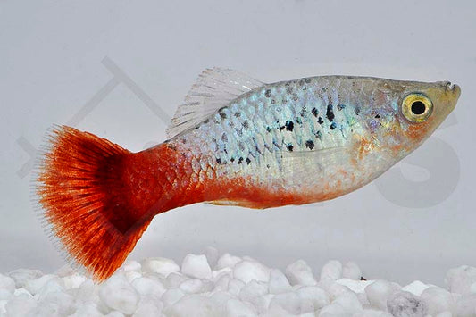 Papageien-Platy (Xiphophorus maculatus)