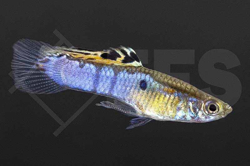 Endler-Guppy "Japan Blue" (Poecilia wingei)