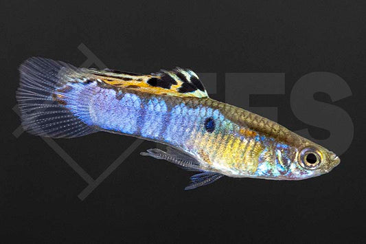 Endler-Guppy "Japan Blue" (Poecilia wingei)