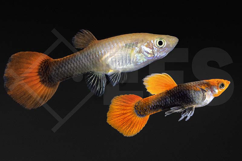 Tuxedo Guppy (Poecilia reticulata)