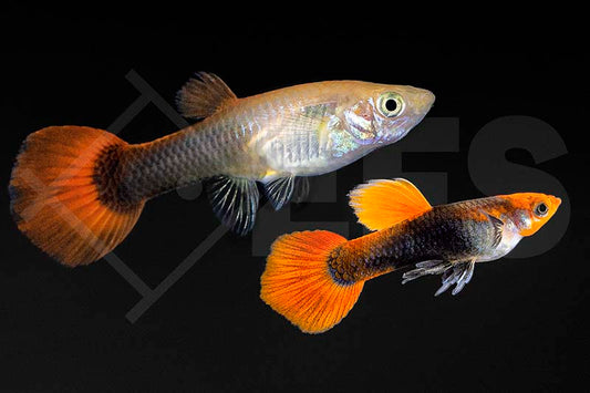 Tuxedo Guppy (Poecilia reticulata)