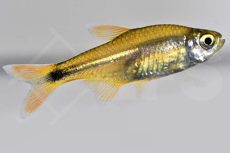 Kupfersalmler (Hasemania nana)