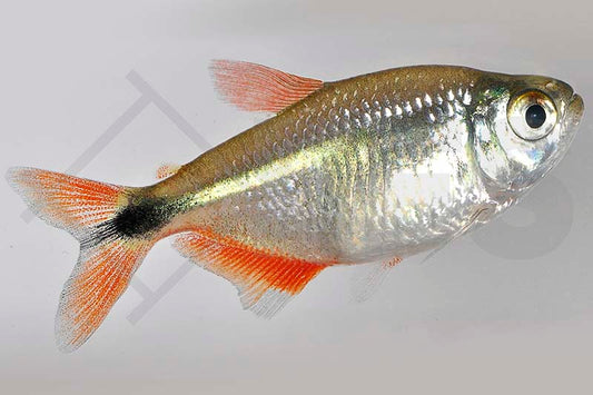 Rautenflecksalmler, Flamingosalmler (Hemigrammus caudovittatus, Hyphessobrycon anisitsi)